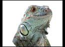 videos-reptiles-especies