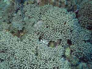 Arrecife de coral, ecosistemas coralinos