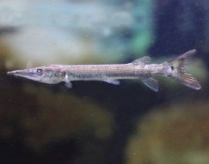 Ctenolucius hujeta, barracuda de agua dulce