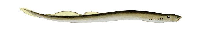 lamprea de río, Lampetra fluviatilis