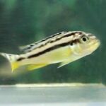 melanochromis-auratus