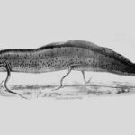 pez pulmonado-africano-protopterus-annectens