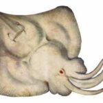 rostroraja-alba-raya-blanca-bramante-picuda