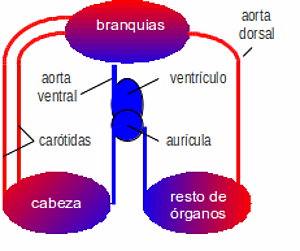 Sistema circulatorio de los peces, sangre, corazón, arterias y venas