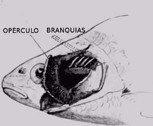Sistema respiratorio de los peces, branquias, mecanismo de intercambio gases