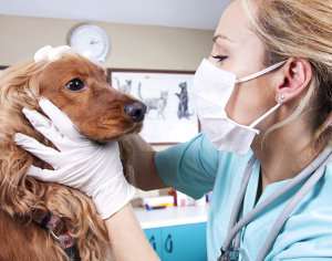 Asma en los perros