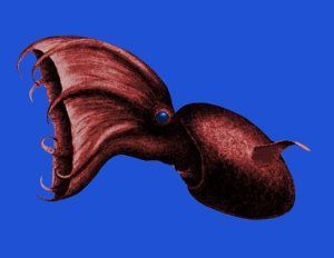 Calamar vampiro, Vampyroteuthis infernalis