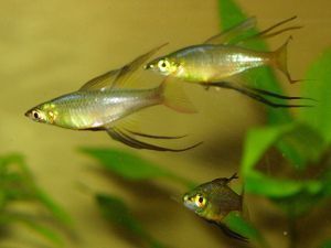 Iriatherina werneri, pez arcoíris de aleta filamentosa