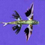 pez-volador-bandeado-campechano-cheilopogon-exsiliens