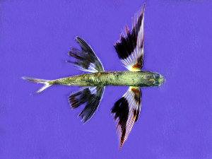 Pez volador bandeado, pez volador campechano, Cheilopogon exsiliens