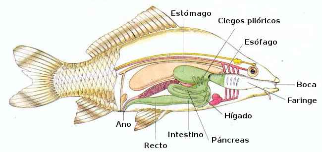 Sistema digestivo de los peces