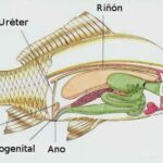 sistema-excretor-peces