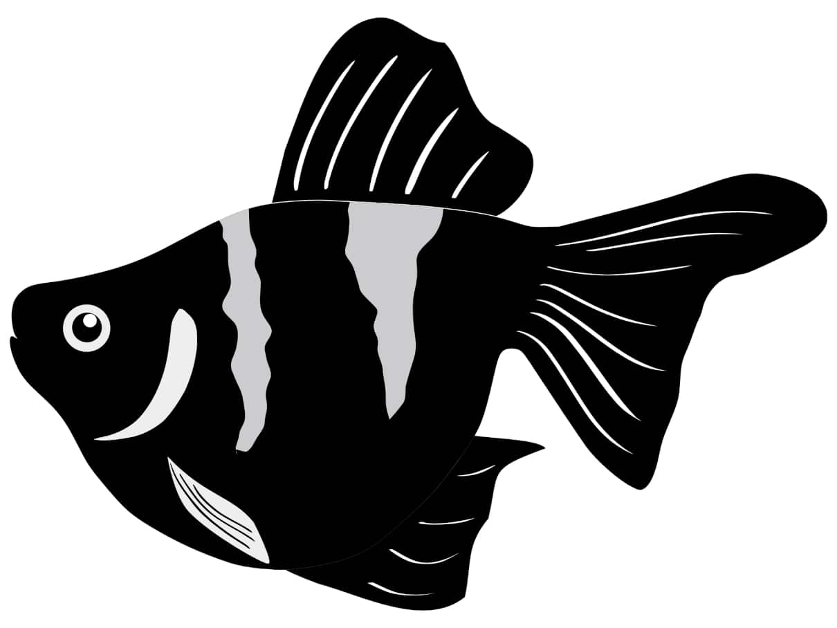 Tipos de peces ordenados por grupos con sus nombres científicos