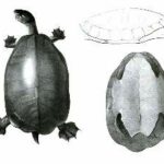 tortuga-blanca-dermatemys-mawii