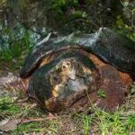 tortuga-caiman-aligator-macrochelys-temminckii