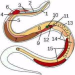anatomia-de-las-serpientes