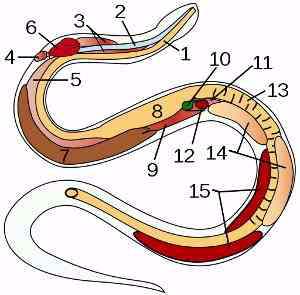 Anatomia de las serpientes, principales órganos y sistemas