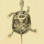 anatomia-de-las-tortugas