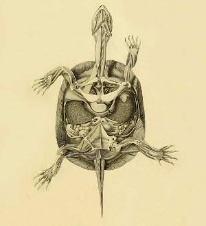 Anatomia de las tortugas, fisiología, órganos y sistemas