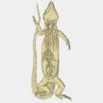 anatomia-fisiologia-de-los-lagartos