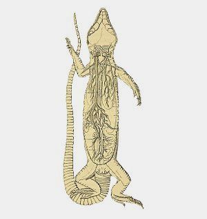 Anatomia y fisiologia de los lagartos