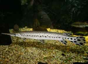 Lepisosteus oculatus, pejelagarto ocelado, pez caimán moteado