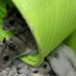 parasitos-externos-hamster-cobayas-jerbos-ratones-ratas