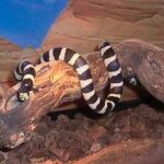serpiente-rey-lampropeltis-getulus
