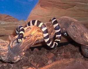serpiente rey, lampropeltis-getulus