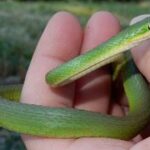 serpiente-verde-aspera-opheodrys-aestivus