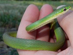 Serpiente verde áspera, Opheodrys aestivus