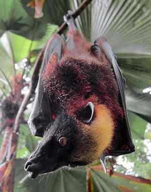 Zorro volador filipino, Acerodon jubatus