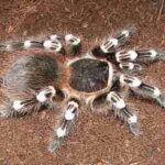 acanthoscurria-geniculata-tarantula-rodillas-blancas