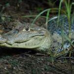 caiman-crocodilus-anteojos-comun