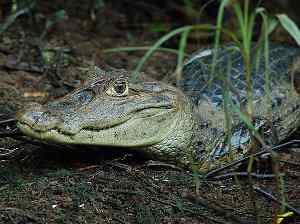 Caiman crocodilus, caimán de anteojos o común