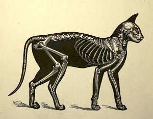 Esqueleto del gato, aparato o sistema locomotor