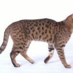 gato-california-spangled