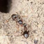 hormigas-domestica-messor-barbarus