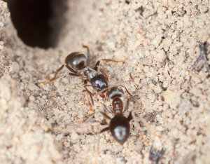 Hormigas doméstica, messor barbarus