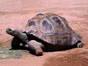 Aldabrachelys gigantea, tortuga gigante de Aldabra