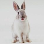 conejo-domestico-adopcion-mantenimiento