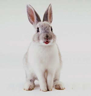 Conejo doméstico, adopción y cuidados en cautividad, comportamiento