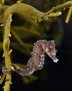 Caballitos de mar (género Hippocampus: Syngnathide)
