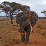 revision conservacion elefantes