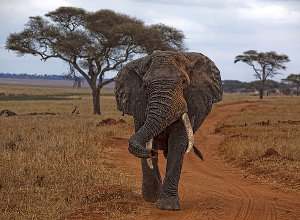 revision conservacion elefantes africano y asiático