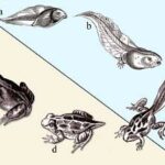 Metamorfosis de los anfibios