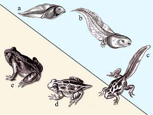 Metamorfosis de los anfibios, ranas y sapos, salamandras, cecilias
