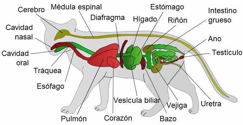 Sistema digestivo del gato