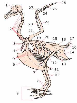 Sistema esquelético de las aves, huesos (osteología)