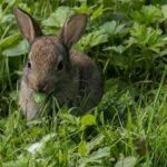 Alimentación de los conejos, ¿qué comen?. La cecotrofia